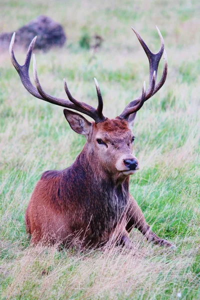 Rode herten hert Buck in borstelige Park leggen gras voorraad, foto, foto, afbeelding, foto, — Stockfoto