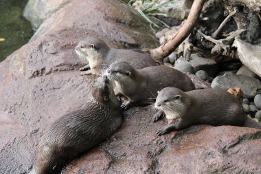 su samuru aile - ıslak Asya küçük pençeli su samuru