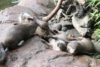 ıslak Asya susamuru küçük pençe