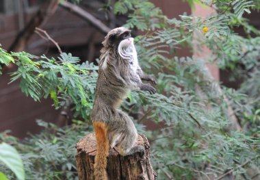 Rare Emperor Tamarin monkey from the Amazon hind legs  clipart