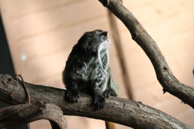 nadir emperor tamarin maymun dan amazon