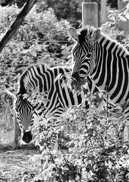 Bianco e nero astratto zebra strisce foto London zoo contro gli alberi animali profilo — Foto Stock