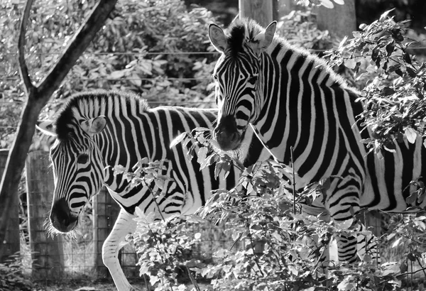 Zèbre noir et blanc au zoo — Photo