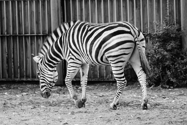 Zebra in bianco e nero allo zoo — Foto Stock