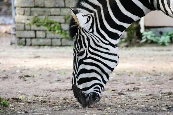 Чорно-біла зебра в зоопарку — стокове фото
