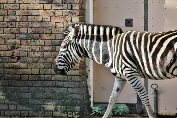 Negro y blanco abstracto foto cebra zoológico de Londres contra la pared de la casa estable perfil de los animales —  Fotos de Stock