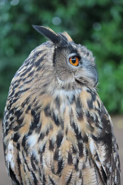 Great horned owl — Stock Photo, Image