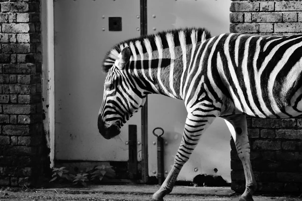 Czarno-białe streszczenie Zebra zdjęcie Londyńskie Zoo przeciwko ścianie domu stabilny zwierząt profil — Zdjęcie stockowe