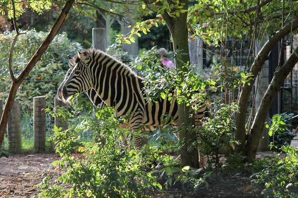 Coppia zebra nascosto tra gli alberi — Foto Stock