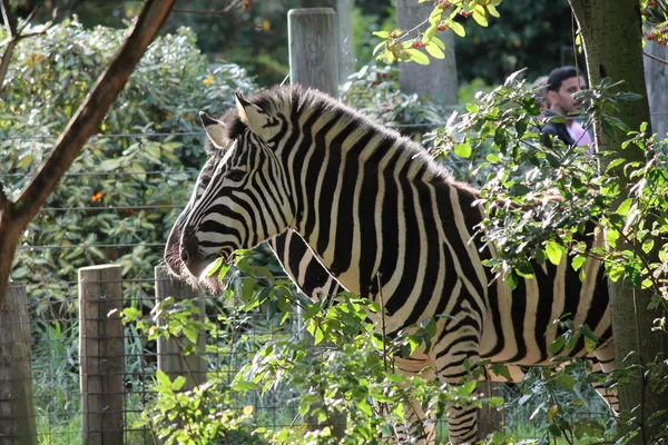 Zebra astratta in bianco e nero foto London zoo contro muro di casa profilo animali stabili — Foto Stock