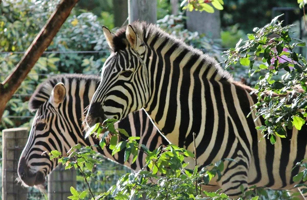 Noir et blanc abstrait zèbre photo Londres zoo contre les arbres animaux profil — Photo