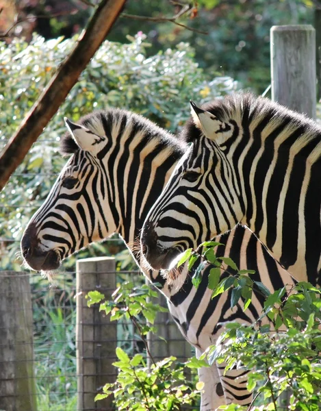 Zebra in bianco e nero allo zoo — Foto Stock