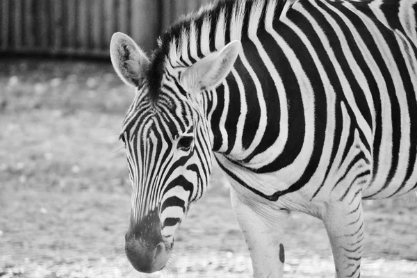 Cebra blanca y negra en el zoológico — Foto de Stock