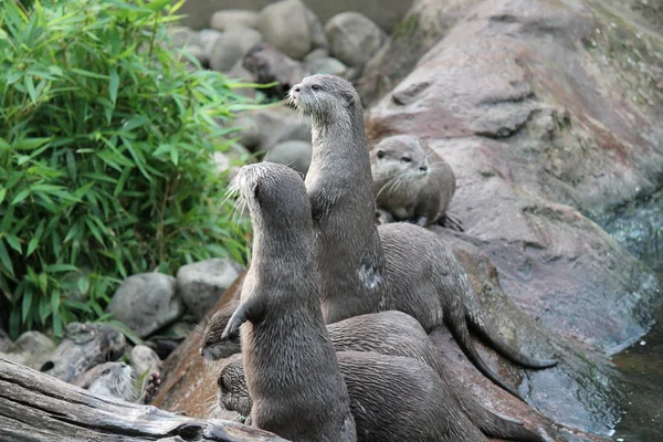 Otter familie-natte Aziatische kleine-Clawed otters — Stockfoto