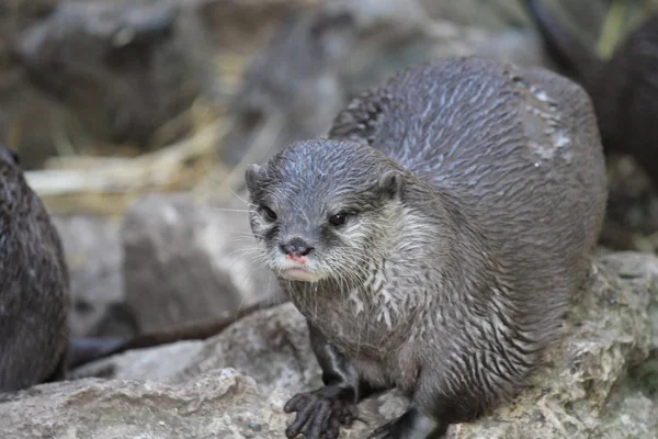 Otter - wet Asian small-clawed otters — Stock Photo, Image