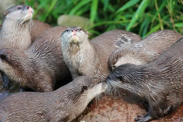 Natte Aziatische kleine-klauwde otters — Stockfoto