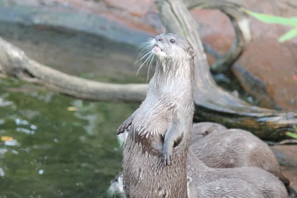 Wet Asian small-clawed otters — Stock Photo, Image