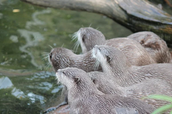 Natte Aziatische kleine-klauwde otters — Stockfoto