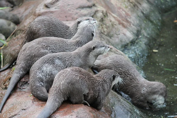 Otter family - wet Asian small-clawed otters — Stock Photo, Image