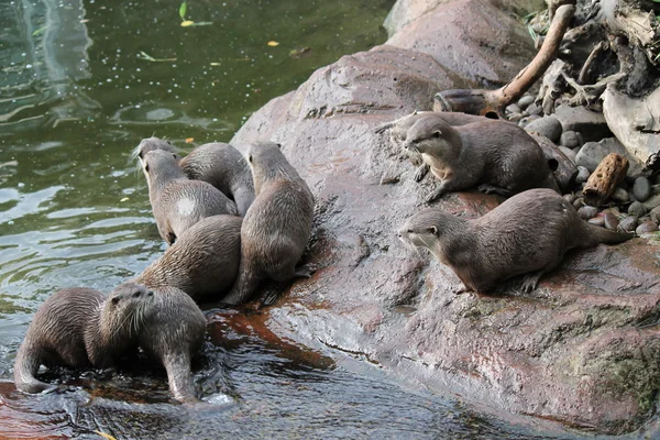 Natte Aziatische kleine-klauwde otters — Stockfoto