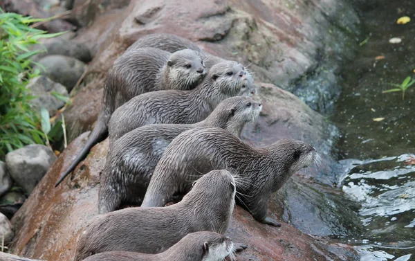 Família de lontras - molhado asiático pequeno garras lontras — Fotografia de Stock