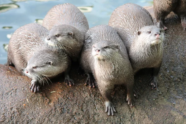 Otter - wet Asian small-clawed otters family — Stock Photo, Image