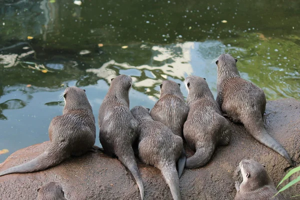 Wet Asian small-clawed otters — Stock Photo, Image