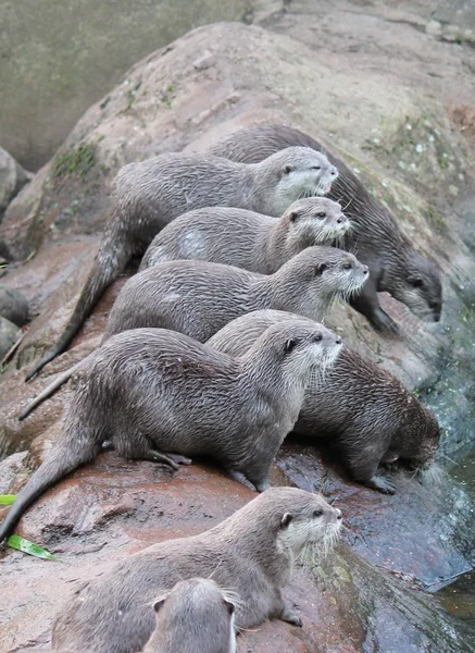 Wet Asian small-clawed otters — Stock Photo, Image