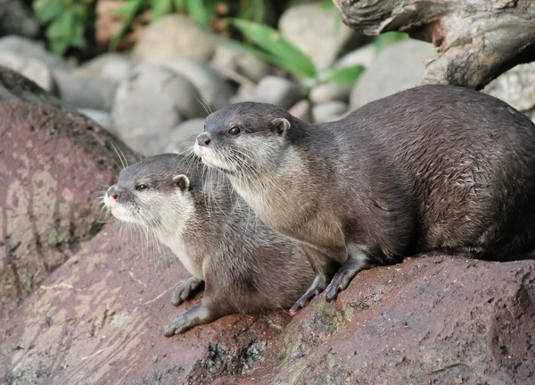 Otter-natte Aziatische Small-Clawed otters — Stockfoto