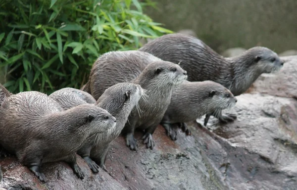 Otter familie-natte Aziatische kleine-Clawed otters — Stockfoto