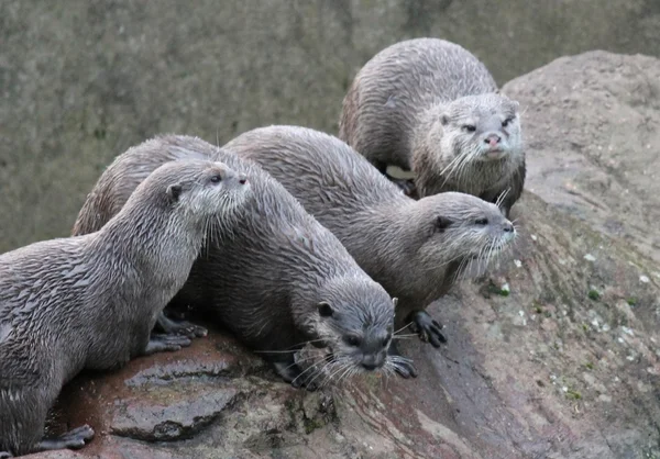 Natte Aziatische kleine-klauwde otters — Stockfoto