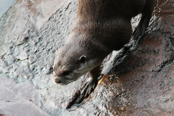 Otter-Aziatische Small-Clawed otters — Stockfoto