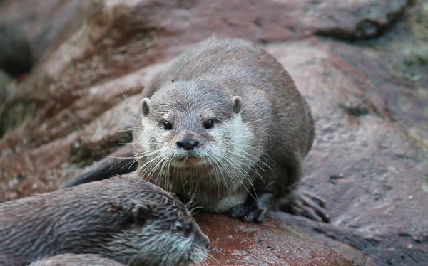 Utter-asiatiska små-clawed utter — Stockfoto