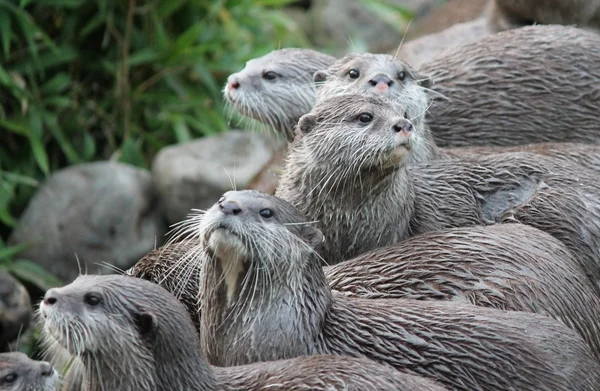 Nutria familia asiático pequeño garra salvaje mojado inglés nutria —  Fotos de Stock