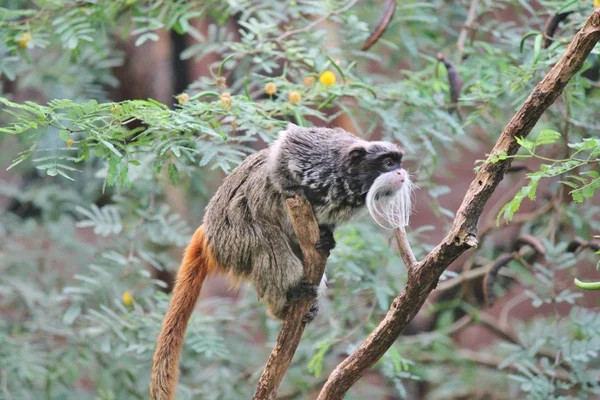Обезьяна - Император Тамарин обезьяна в джунглях дерева с усами — стоковое фото
