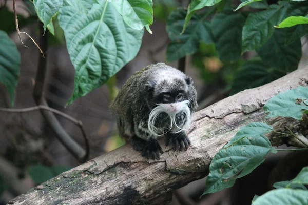 Monkey - Emperor Tamarin monkey with moustache — Stock Photo, Image