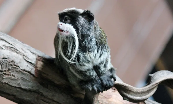 Обезьяна - императорская обезьяна из Амазонки — стоковое фото