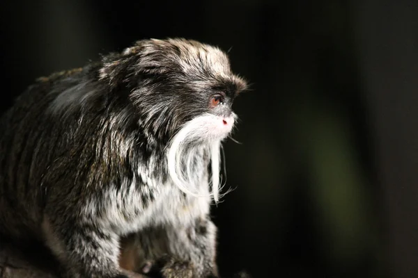 Обезьяна - редкая обезьяна-император из Амазонки — стоковое фото