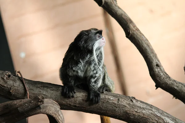 Редкая обезьяна-тамарин с Амазонки — стоковое фото