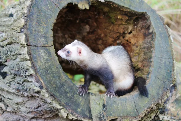 Furet sur souche d'arbre — Photo