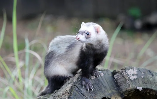 Ferret on tree stump brown fur stock, photo, photograph, image, picture, — Stock Photo, Image