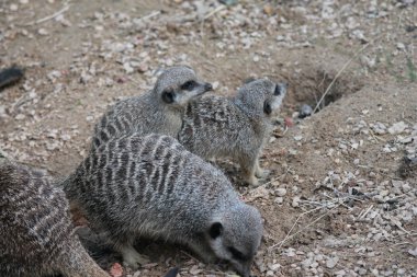 meerkat yakın çekim