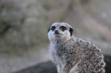 meerkat yakın çekim