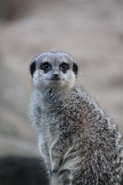 meerkat yakın çekim