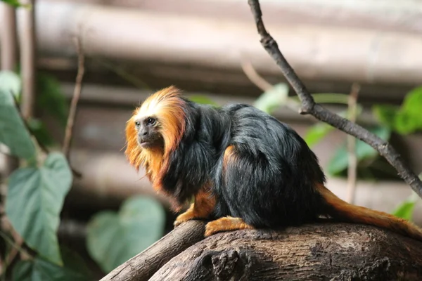 Altın pembe maymun — Stok fotoğraf