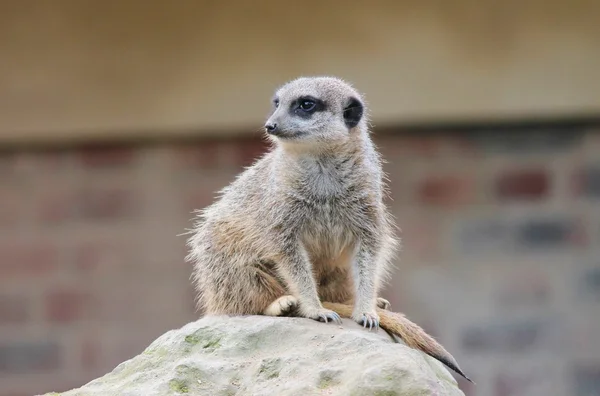 Meerkat가 까이 서 — 스톡 사진