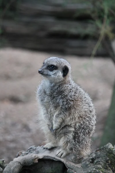 Meerkat de perto — Fotografia de Stock