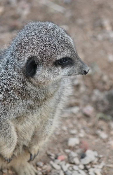 Meerkat close-up — Stockfoto