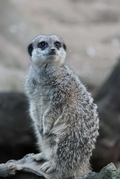 Meerkat가 까이 서 — 스톡 사진