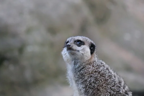 Meerkat tutup — Stok Foto